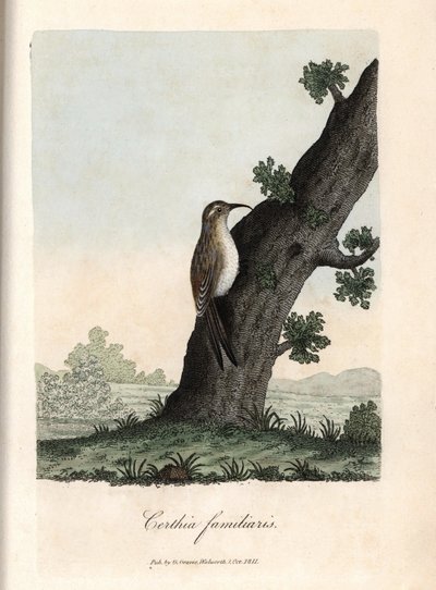 树林里的攀爬者乔治-格雷夫斯的彩色铜版画，载于《英国鸟类学》。 作者 未知艺术家