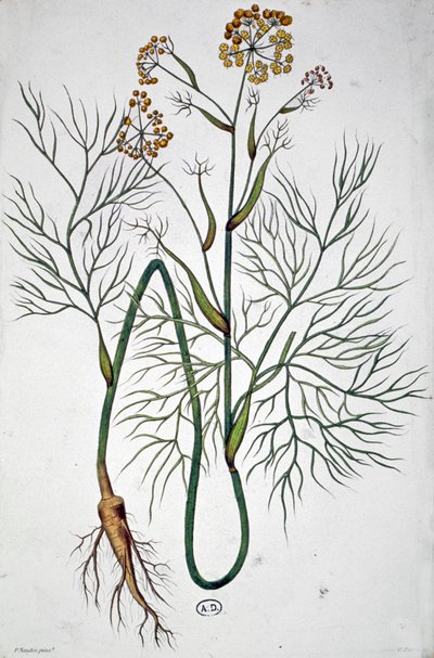 茴香，约 1850 年（雕刻） 作者 未知艺术家