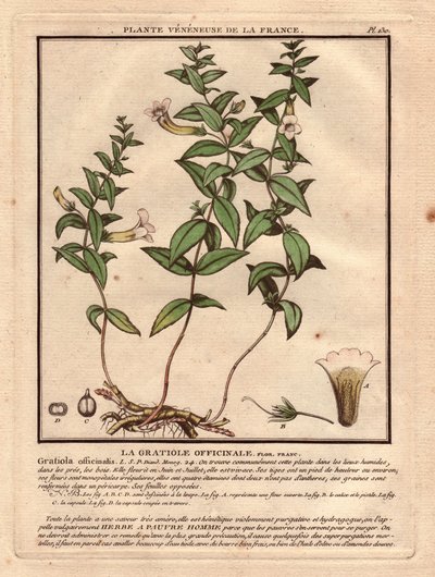 箭毒草（Gratiola officinalis）。静脉植物，描述植物、茎、叶、花和根。圣杯、雌蕊和蒴果的细节。18 世纪，《Herbier de la France》（1780-1793 年）中的 "Eau forte en couleurs"，素描、雕刻和绘图。 作者 未知艺术家