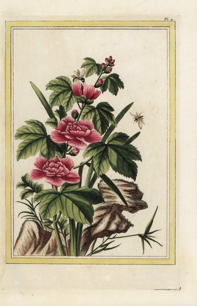紫色的树有化身花。玫瑰锦葵，Hibiscus syriacus。皮埃尔-约瑟夫-布乔兹（Pierre Joseph Buchoz）的手工彩色蚀刻版画，"最美丽、最奇特的花卉的珍贵图文集，这些花卉生长在中国和欧洲的花园中、 作者 未知艺术家
