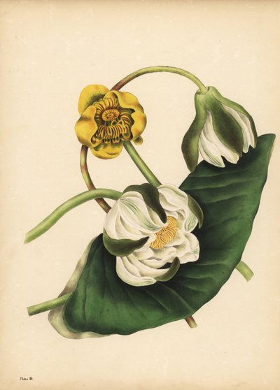 白睡莲（Nymphaea odorata）和黄睡莲（Nuphar lutea），静默 作者 不明