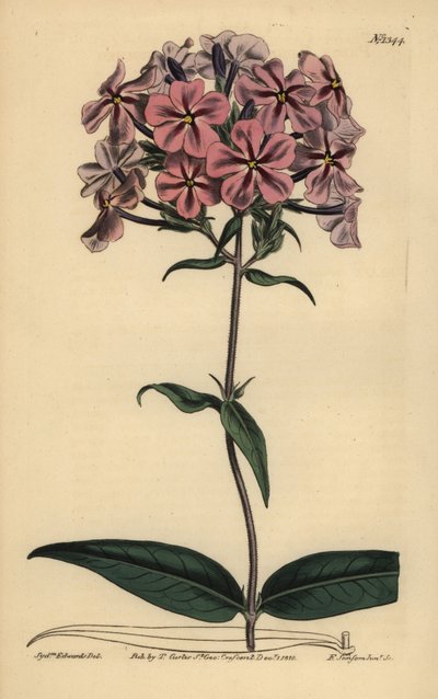 厚叶福禄考，福禄考卡罗莱纳（粗茎lychnidea） 作者 不明