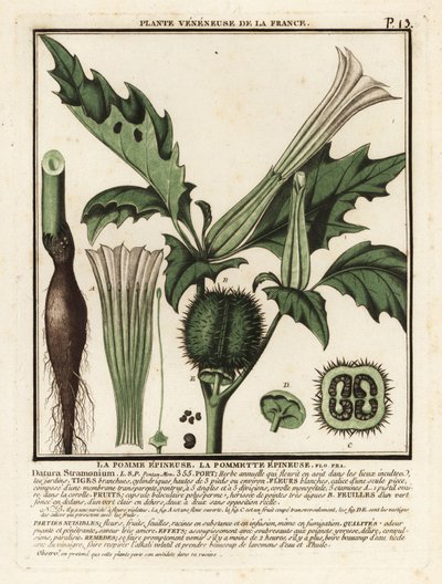 刺苹果，Datura stramonium。 作者 未知艺术家