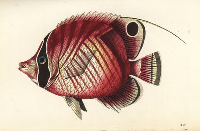 线鳍蝶鱼，Chaetodon auriga（红条蝶鱼，Chaetodon setifer）。插图由理查德-波利多尔-诺德绘制并雕刻。乔治-肖和弗雷德里克-诺德的《博物学家杂录》中的手工彩色铜版雕刻，伦敦 作者 未知艺术家