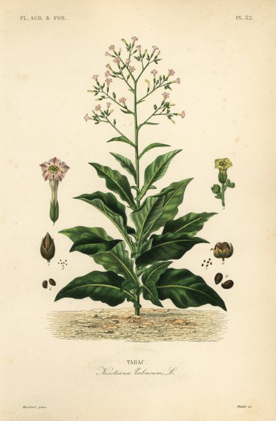 烟草植物，Nicotiana tabacum, Tabac 作者 不明