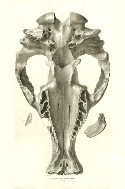 Toxodon Crane 是查尔斯-达尔文在乘坐比格尔号进行探索时在乌拉圭蒙得维的亚附近发现的一种史前动物。由菲茨罗伊船长于 1832 年至 1836 年指挥的比格尔号航程的动物学》（The Zoology of the voyage of H.M.S. Beagle under the command of Captain Fitzroy during the years 1832 to 1836），经编辑和出版。 作者 未知艺术家