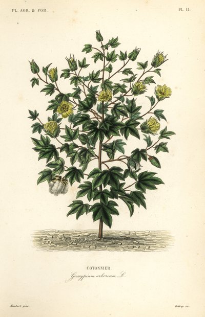 树棉，Gossypium arboreum, Cotoninier 作者 不明