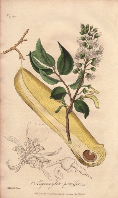 发烧树（Myroxylon peruiferum）--威廉-克拉克为约翰-史蒂芬森和詹姆斯-莫尔斯-丘吉尔所著《医学植物学，伦敦、爱丁堡和都柏林药用植物描述》配图的浓水，由约翰-丘吉尔在伦敦出版。 作者 未知艺术家