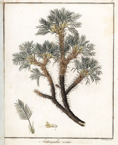 真黄芪--F. Guimpel 的石版画，摘自 Friedrich Gottlob Haynes（1763-1832 年）的《医学植物学》，柏林 作者 未知艺术家