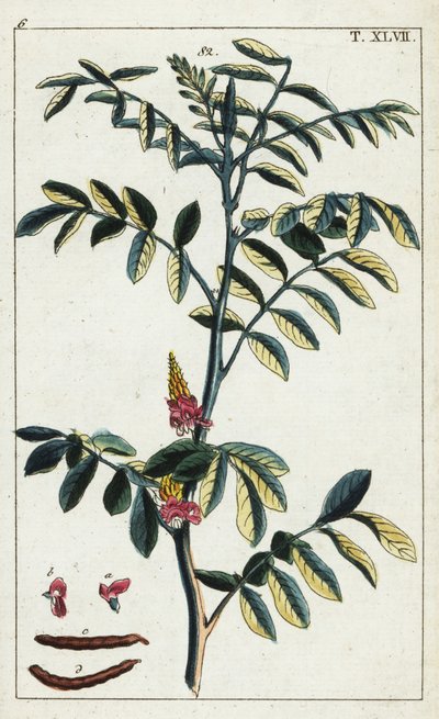 真靛蓝，Indigoferatinctoria。 作者 未知艺术家