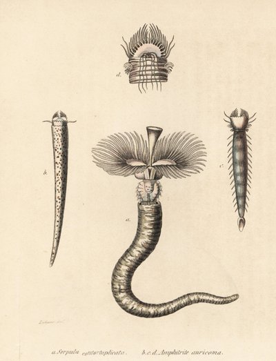 管虫 Serpula vermicularis (Serpula contortuplicata) 和扇形虫 Amphictene auricoma (Amphitrite auricoma)。Gebhart 根据 Georg Friedrich Treitschke 的自然历史画廊《Naturhistoris》中 Zehner 的插图绘制的手工彩色石版画。 作者 未知艺术家