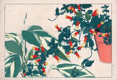 花盆中的双色曼尼提和箭草。花盆中的爆竹藤（Manettia bicolor）和箭毒草（Maranta arundinacea）。谷上弘南的《西洋植物画册》中的手绘木刻版画。 作者 未知艺术家