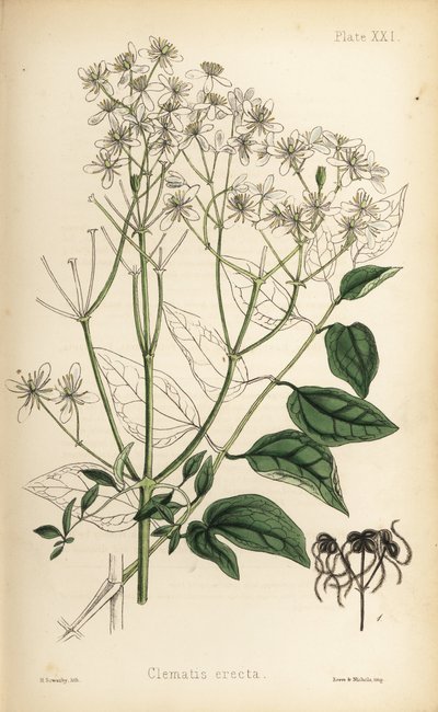直立的处女花房，铁线莲（铁线莲直立）。亨利-索尔比（Henry Sowerby）根据爱德华-汉密尔顿（Edward Hamilton）的《植物顺势疗法》（Flora Homeopathica）绘制的手绘石版画，Bailliere，伦敦 作者 未知艺术家