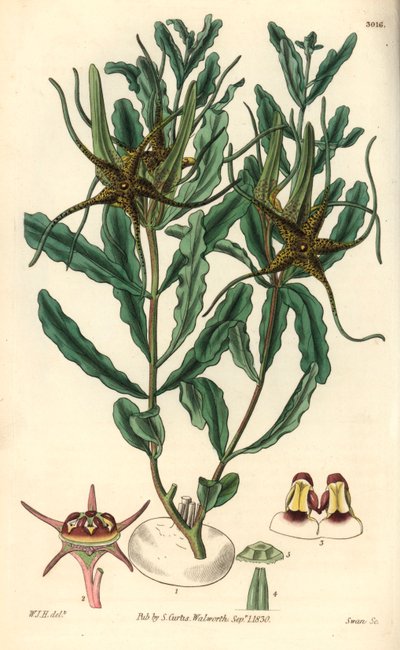 Brachystelma (Brachystelma crispum) 的变种 - 威廉-杰克逊-胡珀（William Jackson Hooper，1785-1865 年）为威廉-柯蒂斯的植物学杂志绘制的插图，斯旺雕刻。 作者 未知艺术家