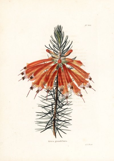 Variete de bruyere--乔治-库克为英国杂志《康拉德-洛迪格植物内阁》（1738-1826 年）绘制的石版画 作者 未知艺术家