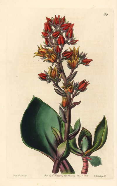 美洲多肉植物箭毒的变种 - 尖叶箭毒，Echeveria acutifolia。乔治-巴克利（George Barclay）根据莎拉-德雷克（Sarah Drake）小姐的插图绘制的手工彩色铜版画，该插图出自约翰-林德利（John Lindley）编辑的《爱德华兹植物志》（Edwards