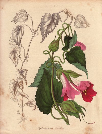 Lophospermum（L.Scandens）的变种，攀援生长，开粉色和紫色花。贝茨先生发现的物种，在墨西哥的灌木丛中非常普遍。这种植物是查尔斯-泰勒（Charles Tayleure）的收藏品，曾出现在里夫的植物园中。 作者 Unbekannter Künstler