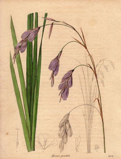 鸢尾花（Sparaxis pendula）的变种，被称为哈勒奎因花，原产于南非，悬垂的花朵呈淡紫色。 作者 未知艺术家