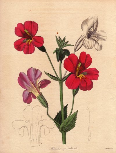 含羞草（Mimulus roseo cardinalis）的变种。霍德森杂交变种，又称猴花或麝香花。奥古斯塔-英尼斯-威瑟斯（Augusta Innes Withers，1793-1877 年）在《植物学家》上绘制的插图，该系列由本杰明-莫德（Benjamin Maund）编著，共五卷，1836 年至 1842 年间出版。这幅 作者 未知艺术家