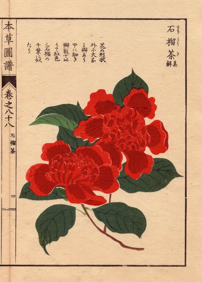 日本荠菜（Thea japonica Nois）的变种：Sekirousa，花朵椭圆形。这是木刻版画，作者岩崎康年（1786-1842 年）是植物学家、昆虫学家和日本动物学家，1884 年发表于《本草纲目》，是一本图文并茂的医药指南。 作者 未知艺术家