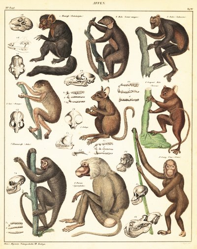 猿类的变种。1841年（石版画） 作者 未知艺术家