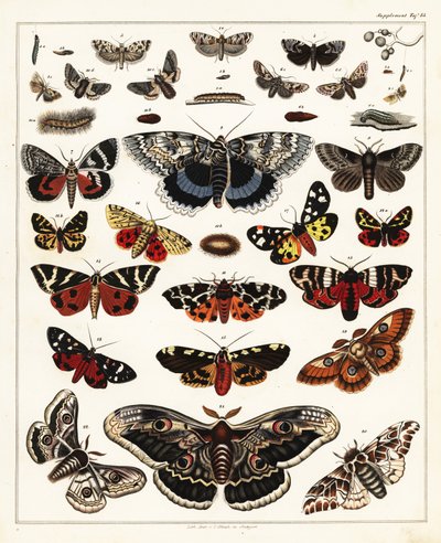 蝴蝶、飞蛾等的种类，1841 年（石版画） 作者 未知艺术家