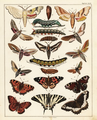 蝴蝶、飞蛾等的种类，1841 年（石版画） 作者 未知艺术家