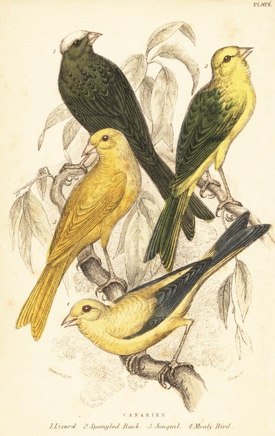 金丝雀品种，Serinus canaria Domestica.1889（雕刻） 作者 未知艺术家