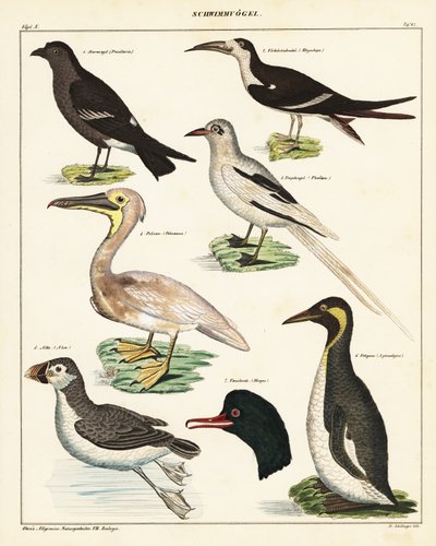 海鸟的种类。 ,1841（石版画） 作者 未知艺术家