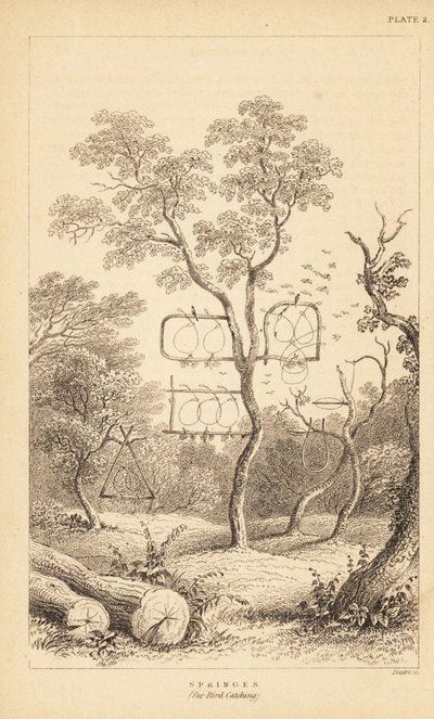 用于捕鸟的各种铁丝陷阱。1889 年（雕刻） 作者 未知艺术家