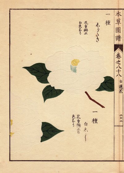 来自日本的骆驼花品种（Thea japonica Nois）：白色花朵的 Shirataki 和 Shiroshishi。Eau forte en couleurs》是岩崎宽年（1786-1842 年）的木刻作品，他是植物学家、昆虫学家和日本动物学家，1884 年发表于《本藏画报》，是一本图文并茂的指南。 作者 未知艺术家