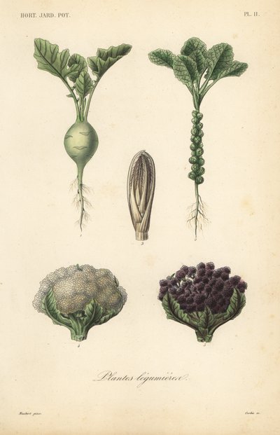 蔬菜, 蔬菜植物 作者 不明