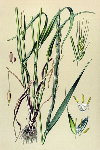 Venenous plant (toxic): intoxicating chaff (Lolium temulentum) 作者 未知艺术家