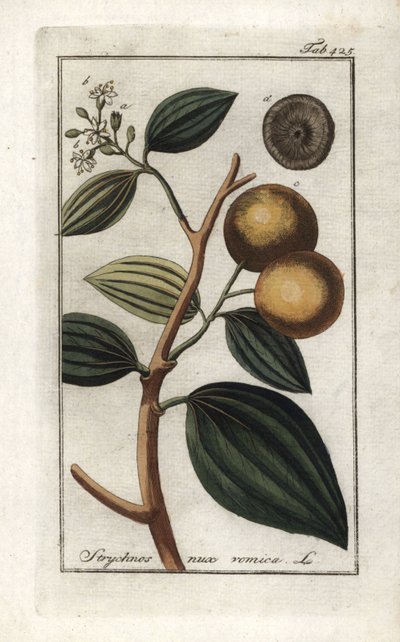 Vomiker (Strychnis nux-vomica)。约翰内斯-佐恩（Johannes Zorn，1739-1799 年）"Afbeelding der Artseny-Gewassen "中的石版画，荷兰 作者 未知艺术家