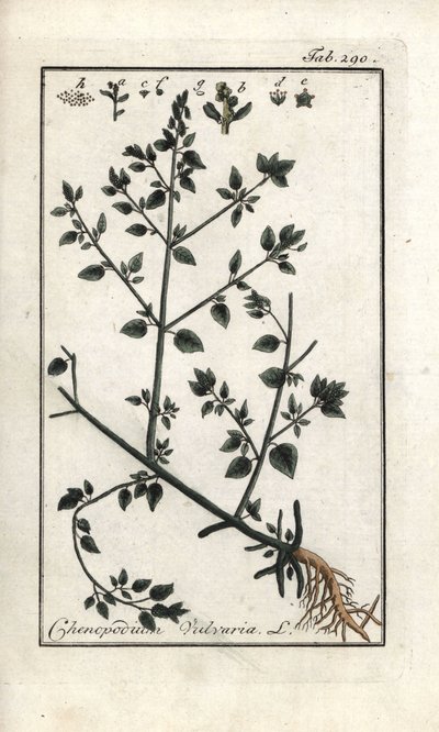硫华菊（Chenopodium vulvaria）。石版画，选自约翰内斯-佐恩（1739-1799 年）的 "Artseny-Gewassen 画作"，荷兰 作者 未知艺术家