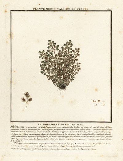 墙芸香，Asplenium ruta-muraria。 作者 未知艺术家