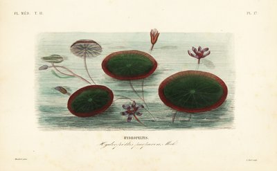 Water-shield, Brasenia schreberi, Hydropeltis purpurea, Hydropeltis 作者 不明
