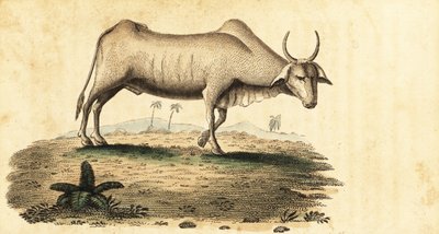 水牛，Bubalus bubalus.，1800（雕刻） 作者 未知艺术家