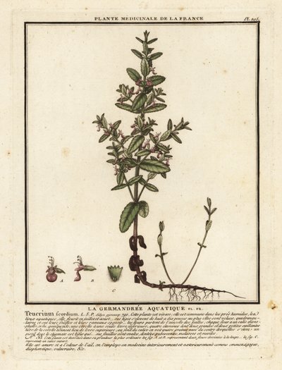 水香蒲，Teucrium scordium。 作者 未知艺术家