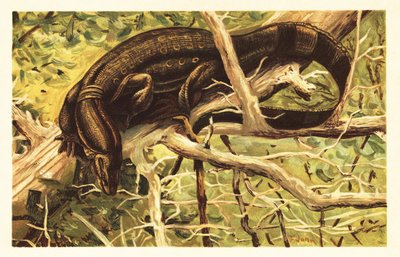 水巨蜥，Varanus salvator。1908 年（石版画） 作者 未知艺术家