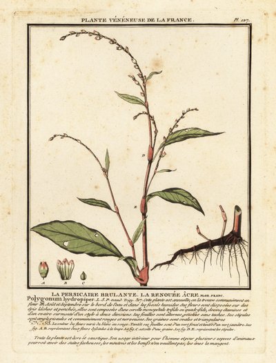 水胡椒（Persicaria hydropiper）。 作者 未知艺术家