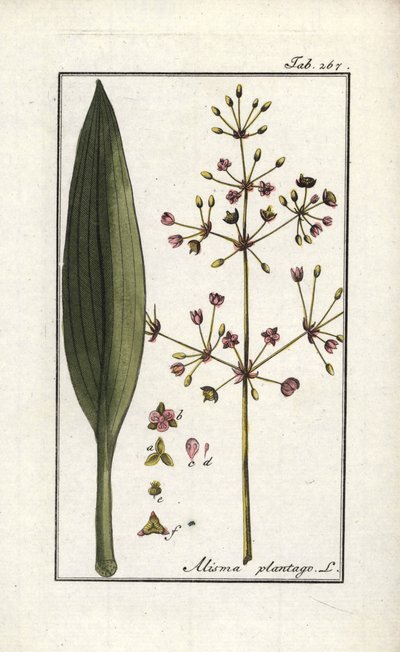 水车前草（Alisma plantago-aquatica）。约翰内斯-佐恩（1739-1799 年）《Afbeelding der Artseny-Gewassen》（药用植物标本馆）中的石版画，荷兰 作者 未知艺术家
