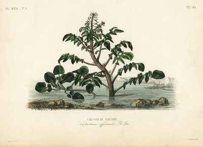 水芹或黄花菜，Nasturtium officinale，Cresson de fontaine 作者 不明