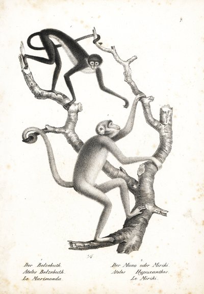 白腹蜘蛛猴（Ateles belzebuth）（濒危物种）和极度濒危物种北部穆里基猴（Brachyteles hypoxanthus）（Ateles hypoxanthus）。卡尔-约瑟夫-布罗德曼（Karl Joseph Brodtmann）绘制的石版画，选自海因里希-鲁道夫-申茨（Heinrich Rudolf Schinz）的《动物自然史图解》、 作者 未知艺术家