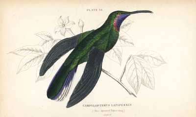 白尾剑鸲（Campylopterus ensipennis）（蓝喉剑鸲（Trochilus latipennis））。William Lizars 手工绘制的彩色钢板雕刻，选自 William Jardine 爵士的《博物学家图书馆》：鸟类学：蜂鸟》，爱丁堡，W.H. Lizars 著。 作者 未知艺术家