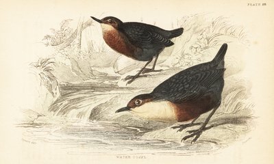 白喉杓鹬或水鸮，Cinclus cinclus.1889（雕刻） 作者 未知艺术家