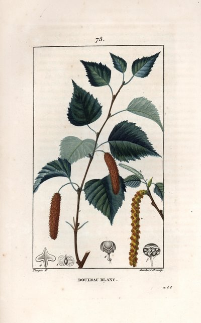 白桦树或疣桦树--Lambert fils 根据 Pierre Jean Francois Turpin（1775-1840 年）的画作绘制的版画，选自 La flore medicale，de Chaumeton，Poiret et Chamberet，巴黎，1830 年--银桦树，Betula pendula，带叶、柔荑花序和种子--英文 作者 未知艺术家