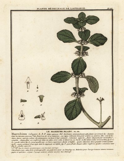 白牛膝，Marrubium vulgare。 作者 未知艺术家