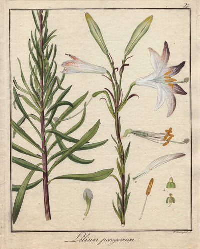 白百合彩色铜版画，载于《药用植物学》（德国柏林出版 作者 未知艺术家