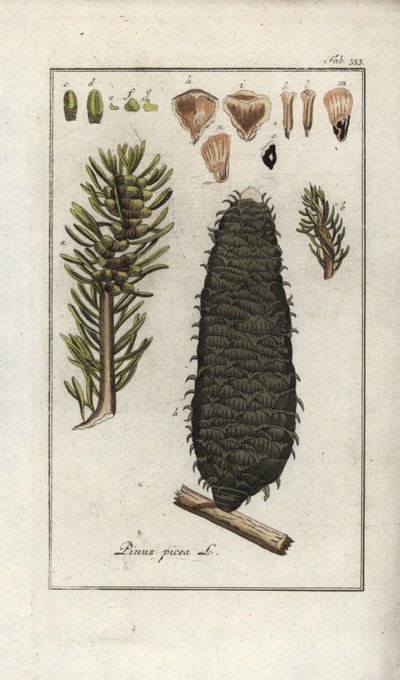白色或果胶或孚日山冷杉（Abies alba）。约翰内斯-佐恩（Johannes Zorn，1739-1799 年）"Afbeelding der Artseny-Gewassen "中的石版画，荷兰 作者 未知艺术家